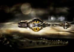 Crocodile Eye Reflection