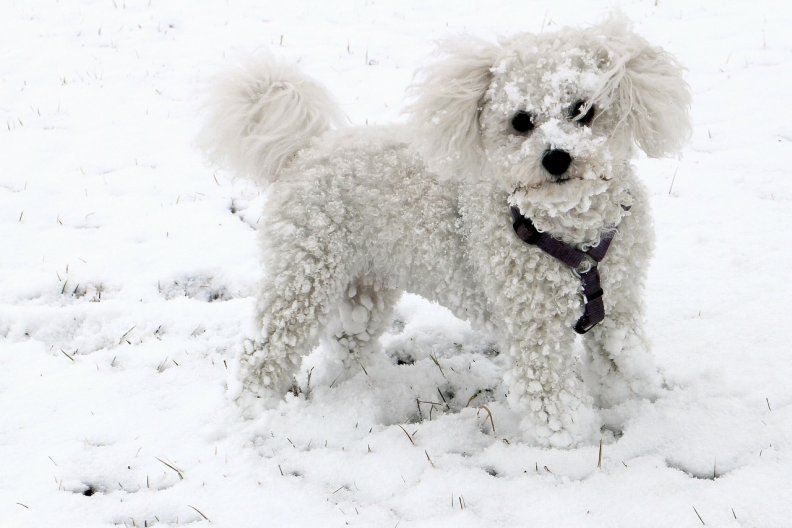 cute_puppy_in_snow.jpg