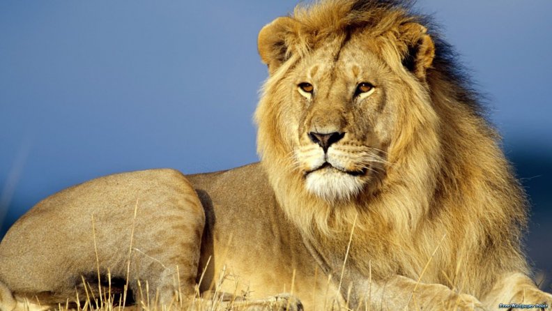 african_lion.jpg