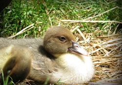 little three week old muscoy duckling