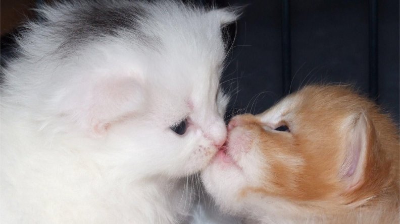 called kitty love