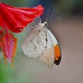 BUTTERFLY ON HIBISCUS