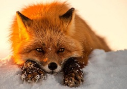 Red Fox in snow.