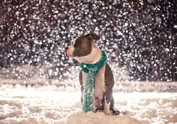 Winter dog