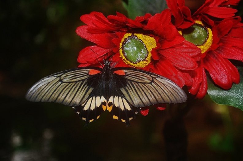 butterfly_on_red_flower.jpg