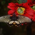 BUTTERFLY ON RED FLOWER