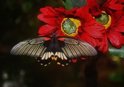 BUTTERFLY ON RED FLOWER
