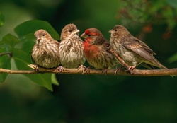  Cute Sparrows