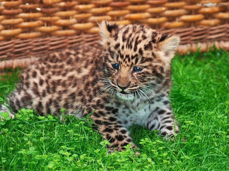 little_leopard.jpg