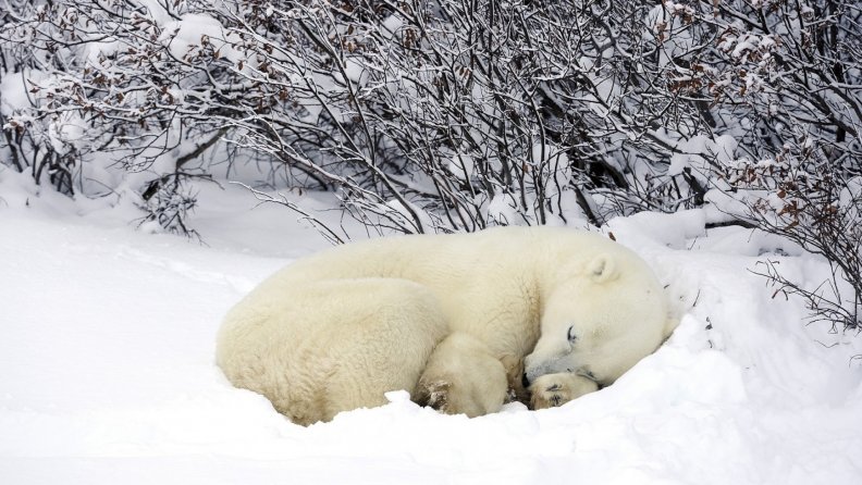 polar bear catching up on a little sleep