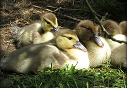 muscovy ducklings taking a rest after a swim
