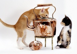 Cats and Copper Kettle