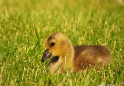 Baby Goose in the Evening Sun
