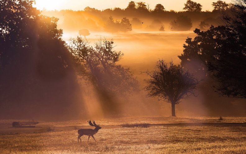deer_at_the_morning.jpg