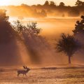 DEER AT THE MORNING