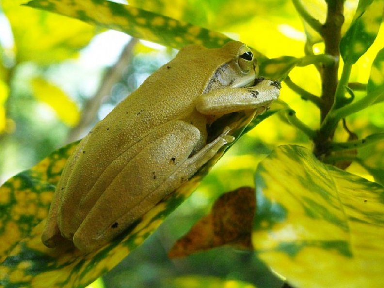 FROG IN TREE