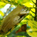 FROG IN TREE