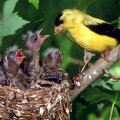 American Goldfinch Mother f