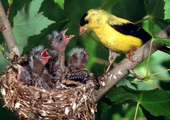 American Goldfinch Mother f
