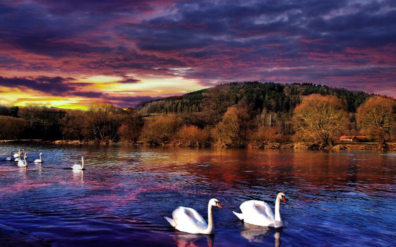 swans_at_sunset.jpg