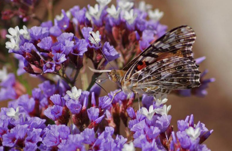 butterfly_on_the_purple_flowers.jpg