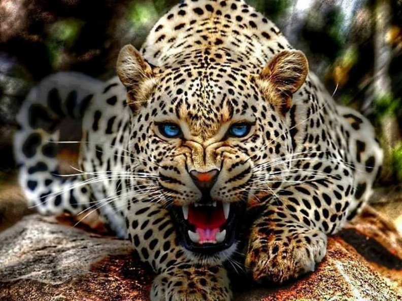 Magnificant leopard