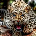 Magnificant leopard