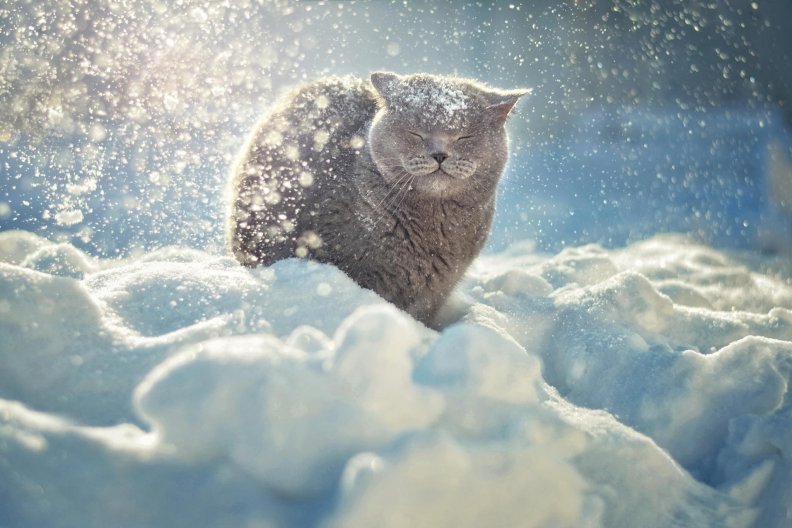* Winter cat *
