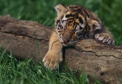 SLEEPING TIGER CUB