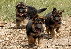 shepherd puppies