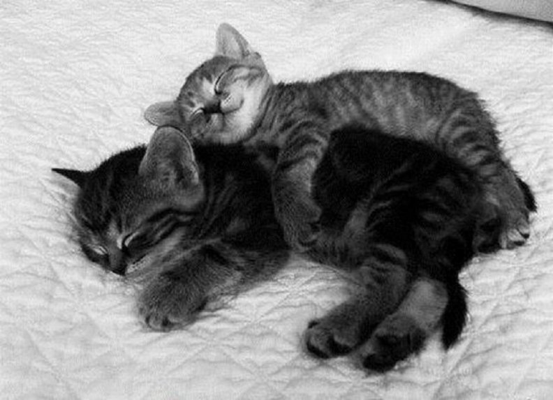 sleeping_kittens.jpg