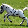 Little happy foal