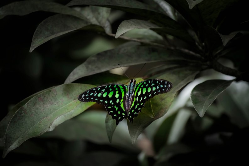 green_butterfly.jpg