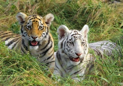 Bengal tiger cubs
