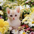 Cream burmilla kitten