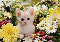 Cream burmilla kitten