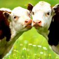 Cows in love