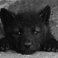 black wolf cub