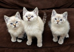 three cute kittens