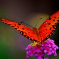 For Yu Alexandra~Beautiful Butterfly