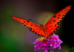 For Yu Alexandra~Beautiful Butterfly