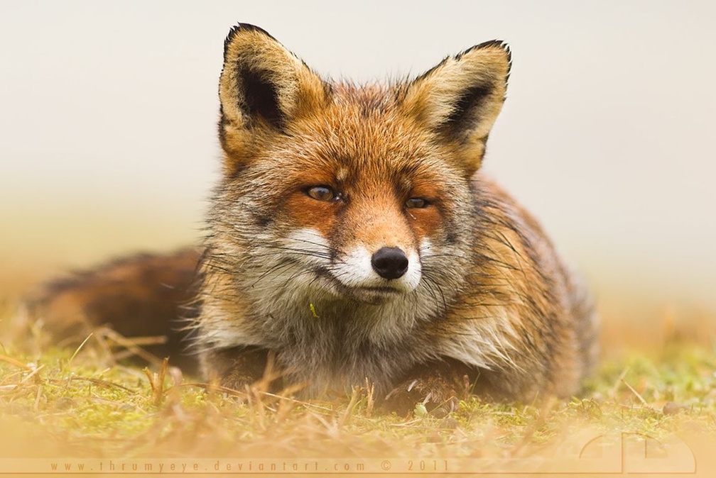 Misty fox