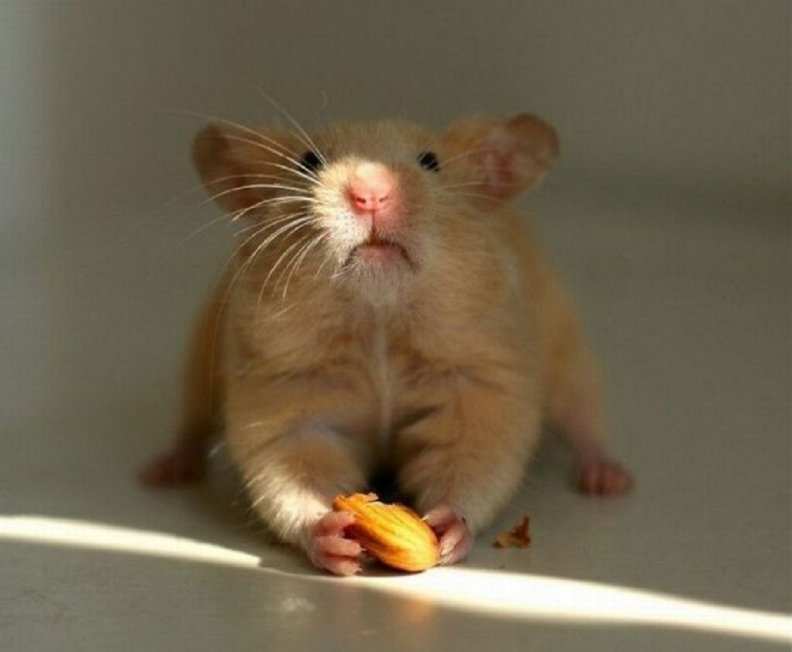 cute_little_mouse.jpg