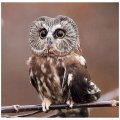 Mr Brown Owl