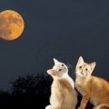 two kittens under the moon