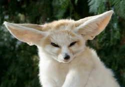 FENNEC FOX