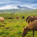 horses on a meadow in iceland