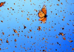 Migrating butterflies
