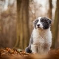 Puppy in the forest
