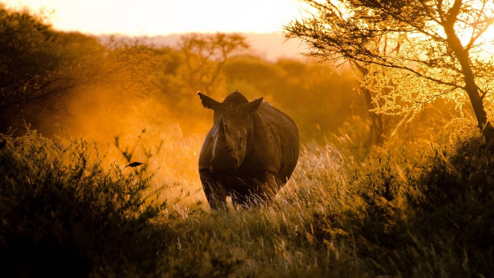Rhino in Morning Light